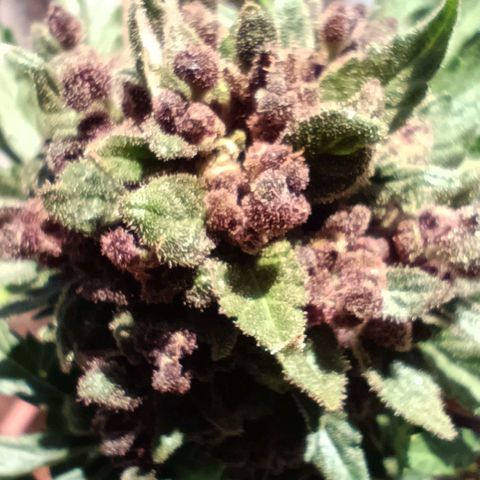 Antje / Brunhilde  growlog timeline photo