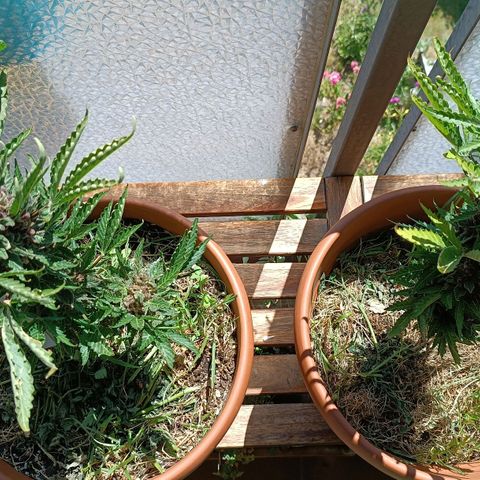 Antje / Brunhilde  growlog timeline photo