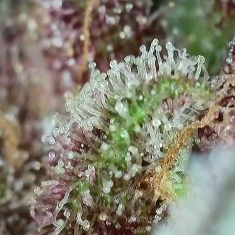 Antje / Brunhilde  growlog timeline photo