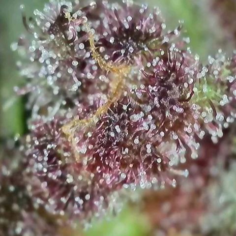 Antje / Brunhilde  growlog timeline photo