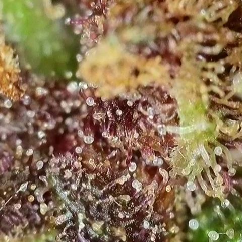 Antje / Brunhilde  growlog timeline photo