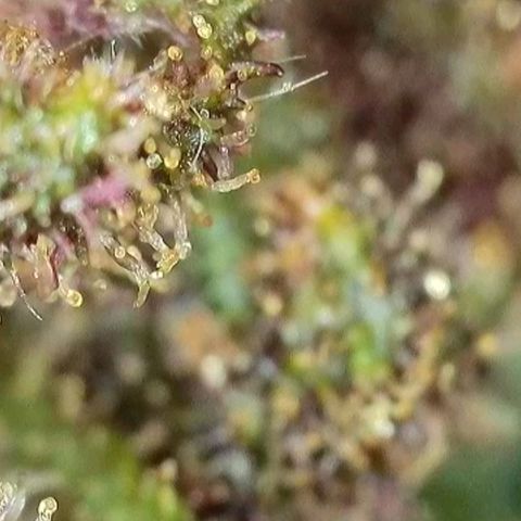 Antje / Brunhilde  growlog timeline photo