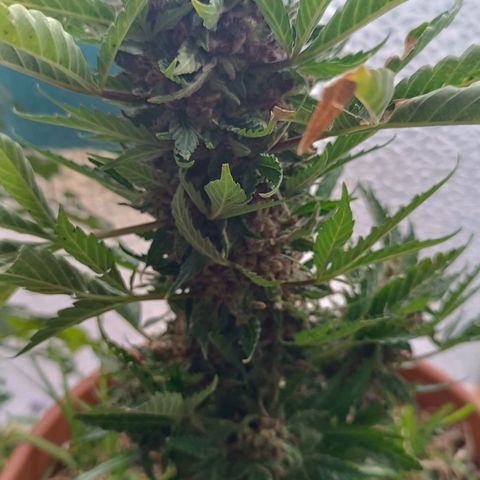Antje / Brunhilde  growlog photo: Ernte