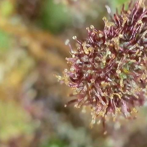 Antje / Brunhilde  growlog photo: Ernte