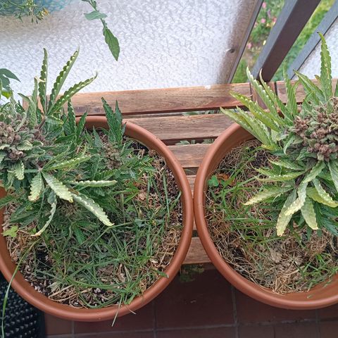 Antje / Brunhilde  growlog photo: Ernte