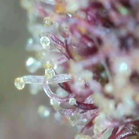 Antje / Brunhilde  growlog photo: Ernte