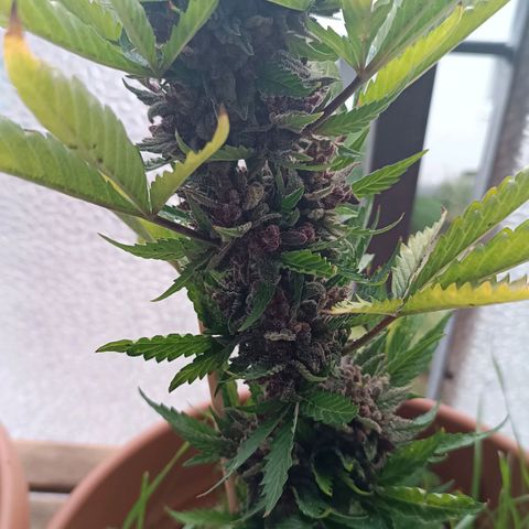 Antje / Brunhilde  growlog photo: Ernte