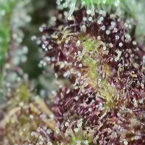 Antje / Brunhilde  growlog photo: Ernte