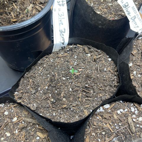 Blueberry pound cake  growlog timeline photo