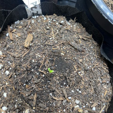 Blueberry pound cake  growlog timeline photo