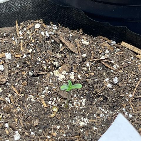 Blueberry pound cake  growlog timeline photo