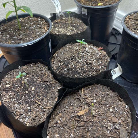 Blueberry pound cake  growlog timeline photo