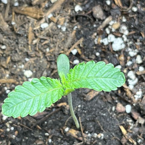 Blueberry pound cake  growlog timeline photo