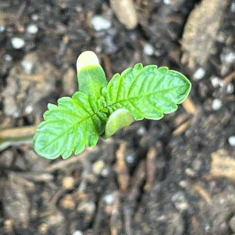 Blueberry pound cake  growlog timeline photo