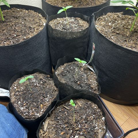 Blueberry pound cake  growlog timeline photo
