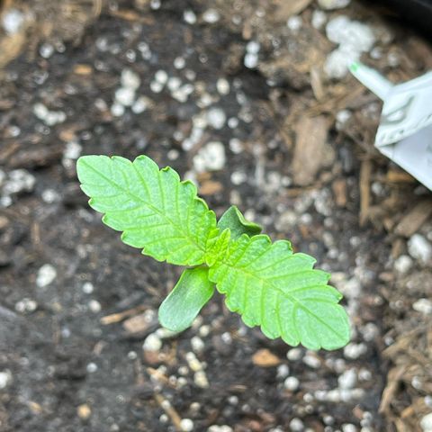 Blueberry pound cake  growlog timeline photo