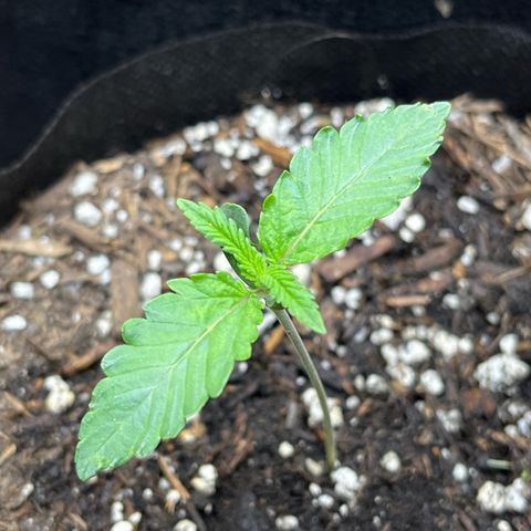 Blueberry pound cake  growlog timeline photo