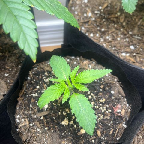 Blueberry pound cake  growlog timeline photo