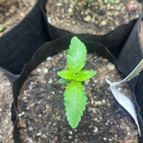 Blueberry pound cake  growlog timeline photo