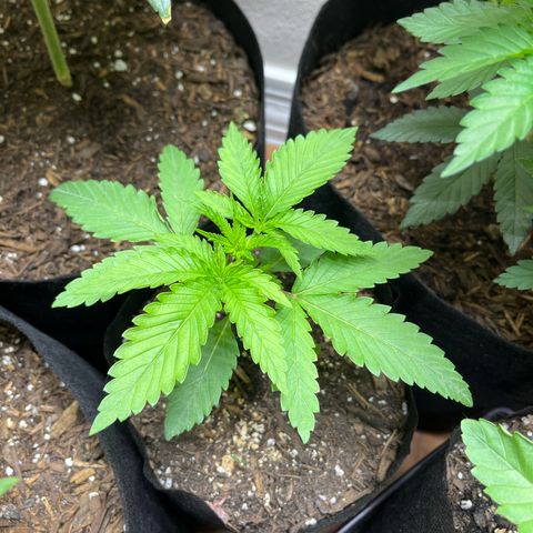 Blueberry pound cake  growlog timeline photo