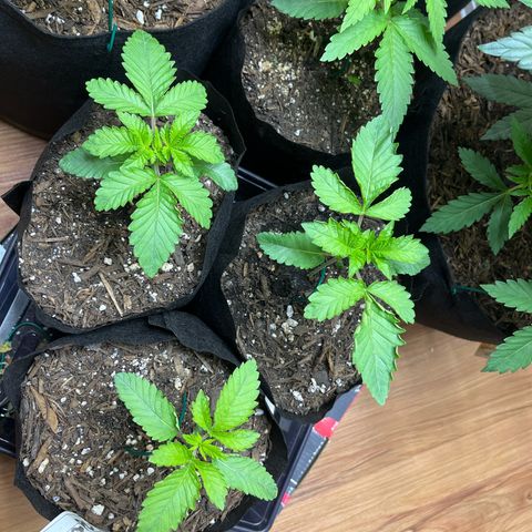 Blueberry pound cake  growlog timeline photo