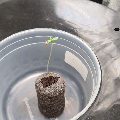 Cookie growlog timeline photo