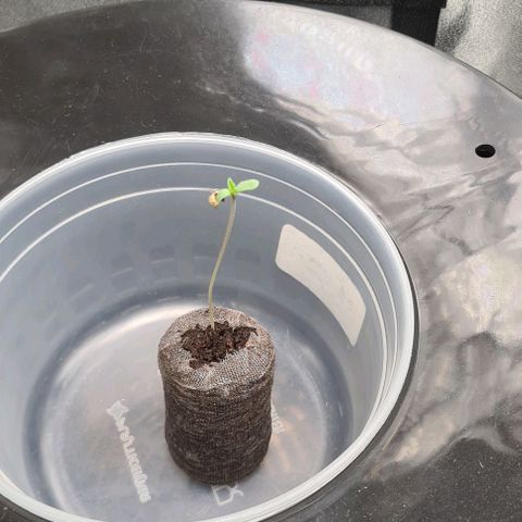 Cookie growlog timeline photo