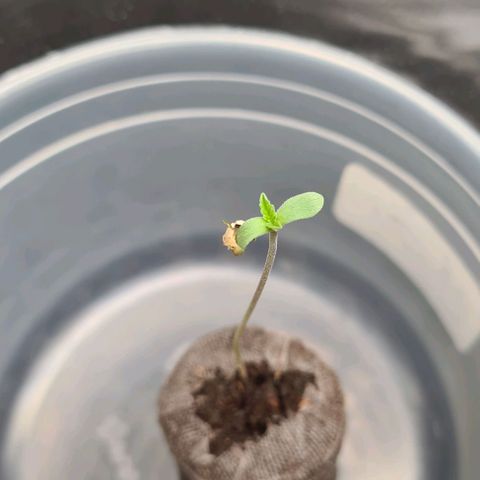 Cookie growlog timeline photo
