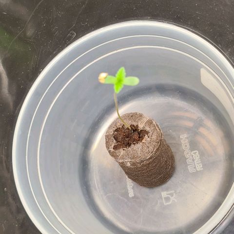 Cookie growlog timeline photo