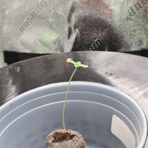 Cookie growlog timeline photo
