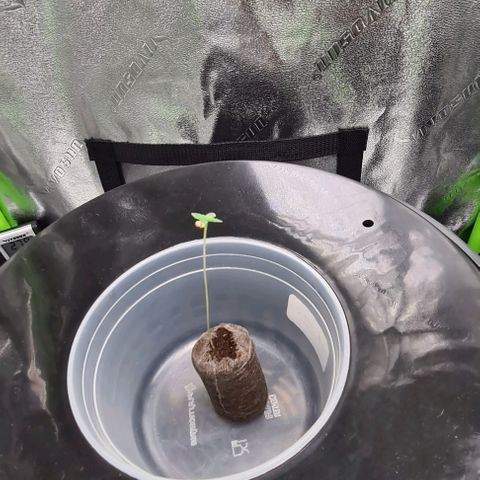 Cookie growlog timeline photo