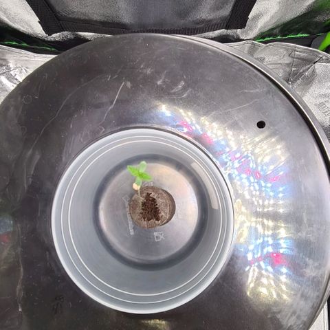 Cookie growlog timeline photo