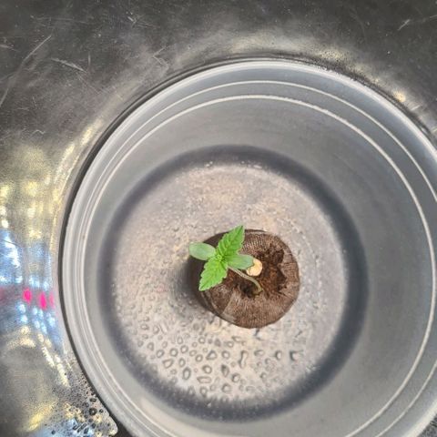 Cookie growlog timeline photo