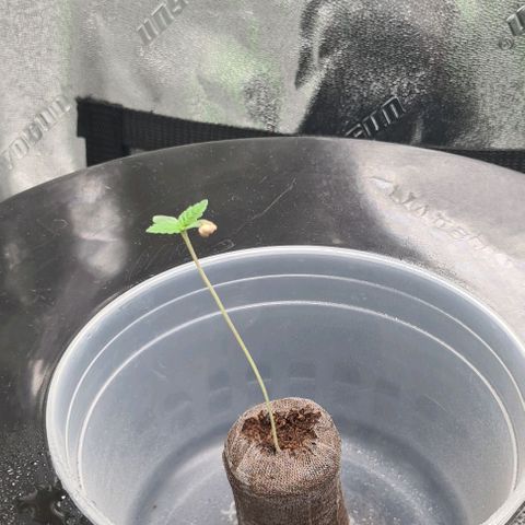 Cookie growlog timeline photo