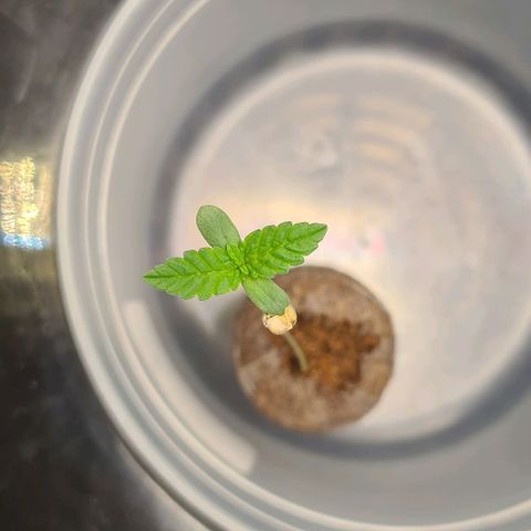 Cookie growlog timeline photo