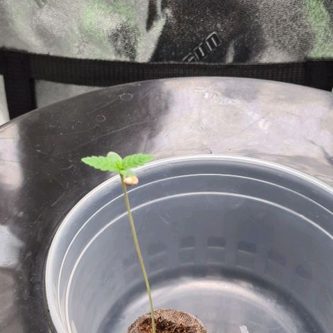 Cookie growlog timeline photo