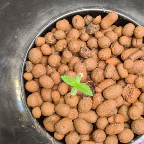 Cookie growlog timeline photo