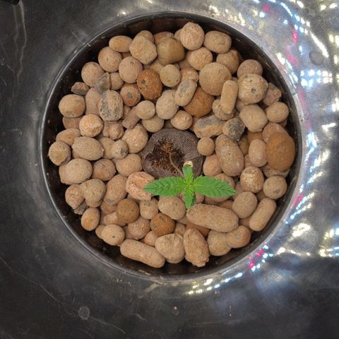 Cookie growlog timeline photo