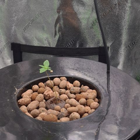 Cookie growlog timeline photo