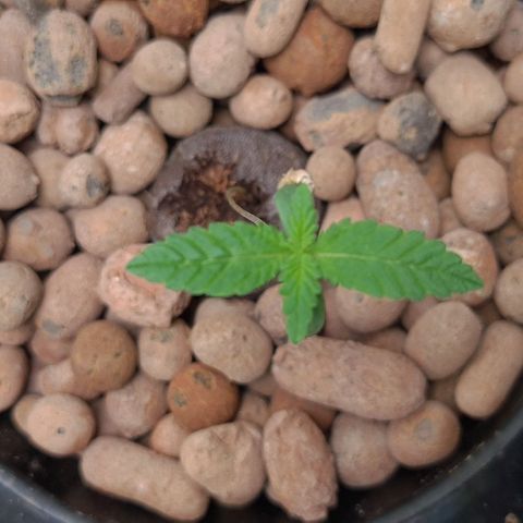Cookie growlog timeline photo