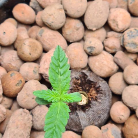 Cookie growlog timeline photo