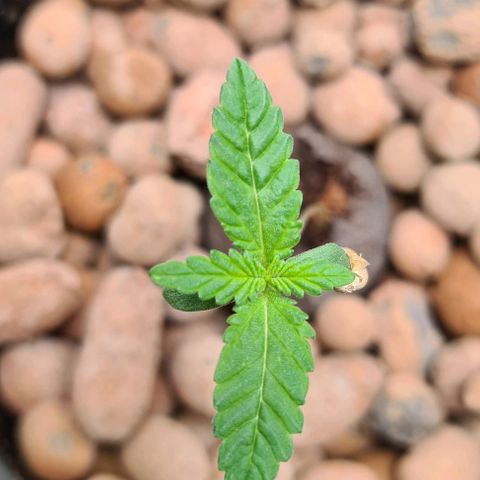 Cookie growlog timeline photo