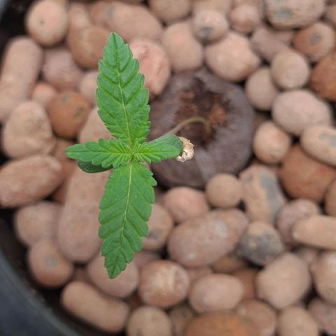Cookie growlog timeline photo