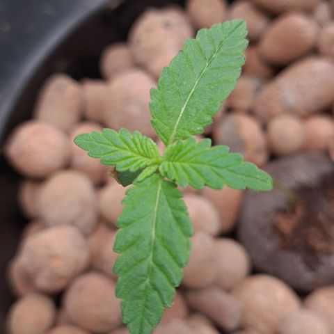 Cookie growlog timeline photo