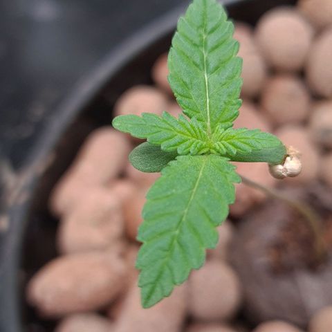 Cookie growlog timeline photo
