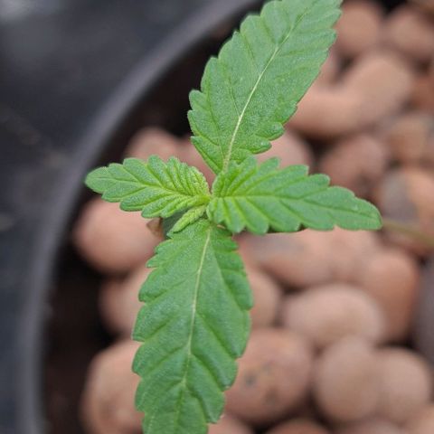 Cookie growlog timeline photo
