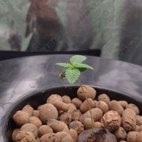 Cookie growlog timeline photo