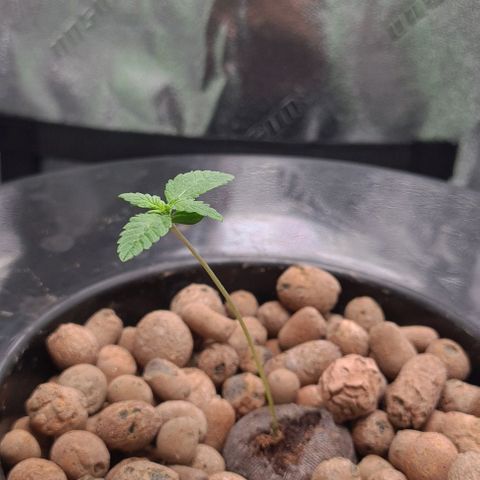 Cookie growlog timeline photo