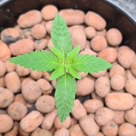 Cookie growlog timeline photo