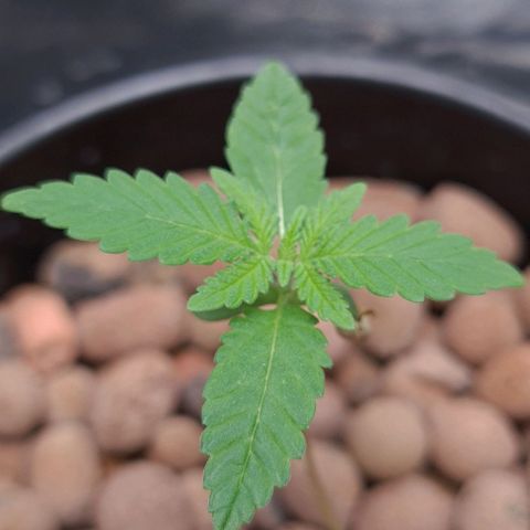Cookie growlog timeline photo